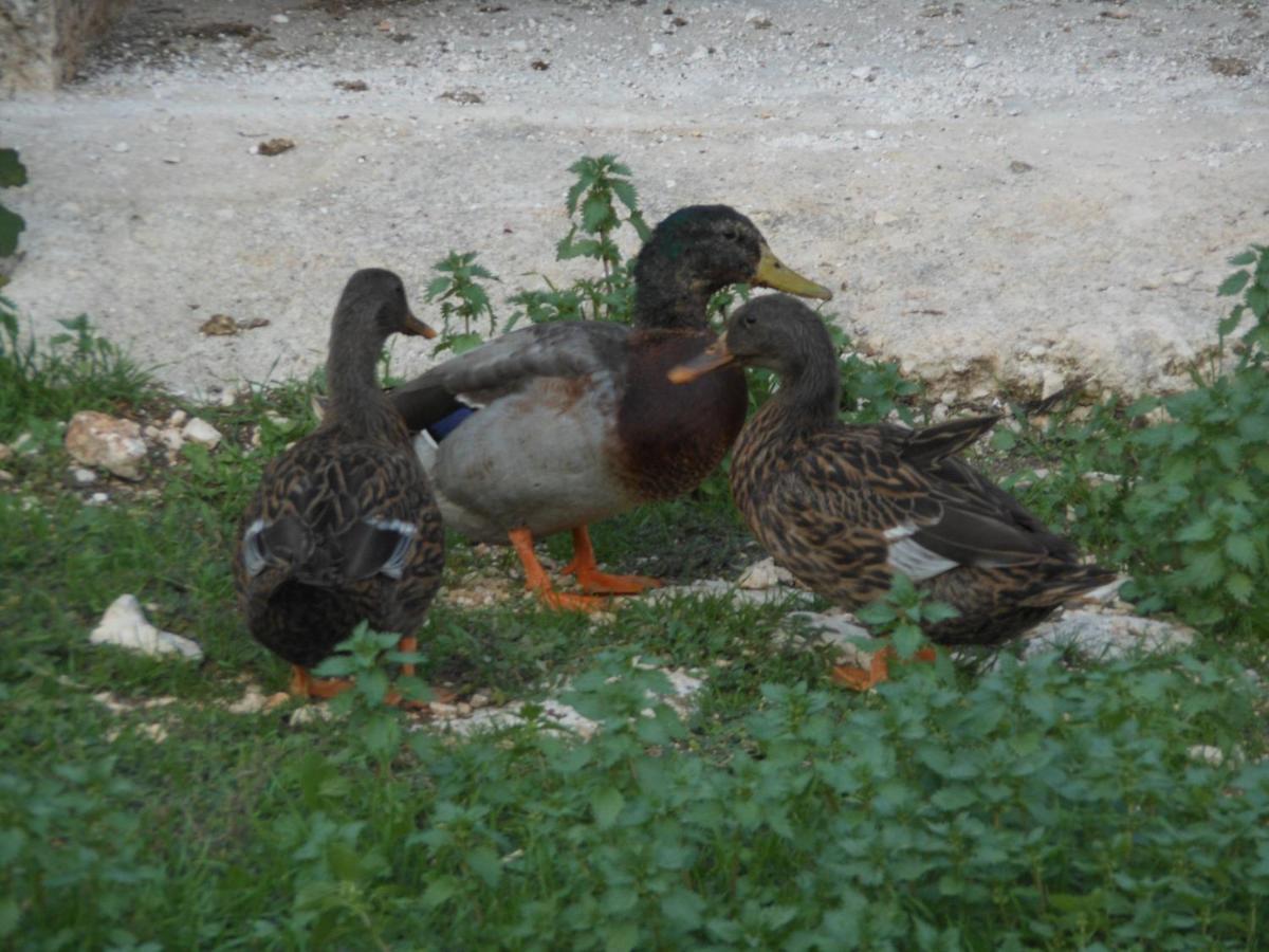 Bed & Breakfast Agli Antichi Trulli In Masseria
